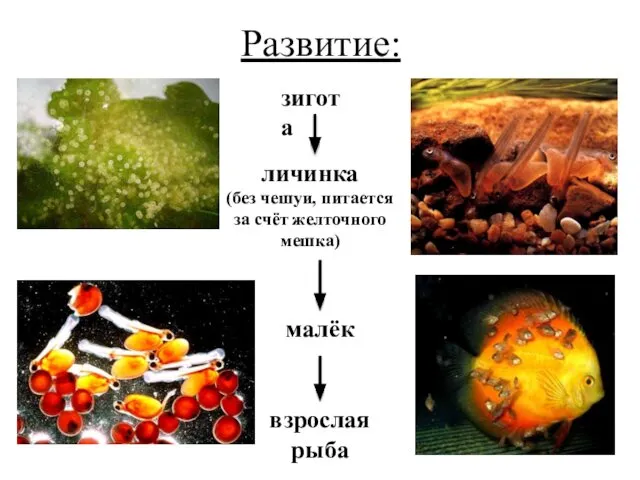 Развитие: зигота личинка (без чешуи, питается за счёт желточного мешка) малёк взрослая рыба