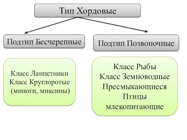 Тип Хордовые Подтип Бесчерепные Подтип Позвоночные Класс Ланцетники Класс Круглоротые (миноги,