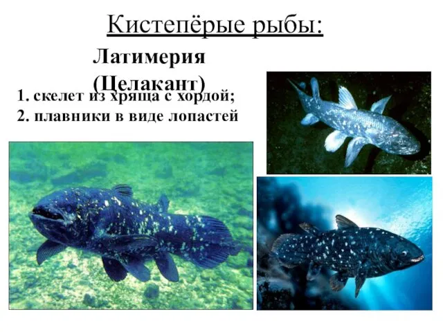 Кистепёрые рыбы: Латимерия (Целакант) 1. скелет из хряща с хордой; 2. плавники в виде лопастей