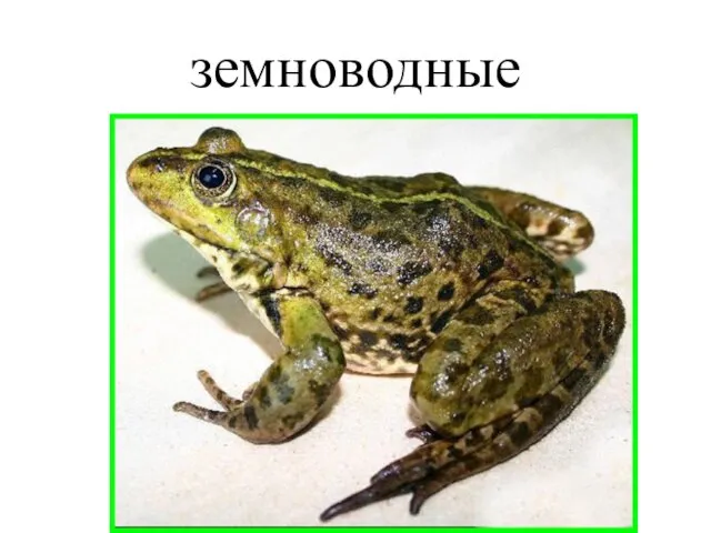 земноводные