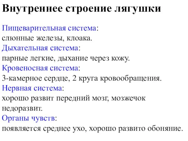 Внутреннее строение лягушки Пищеварительная система: слюнные железы, клоака. Дыхательная система: парные