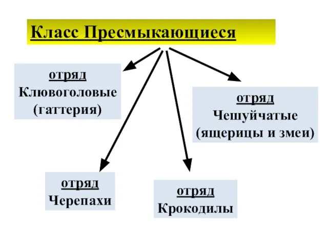 Класс Пресмыкающиеся отряд Клювоголовые (гаттерия) отряд Черепахи отряд Крокодилы отряд Чешуйчатые (ящерицы и змеи)