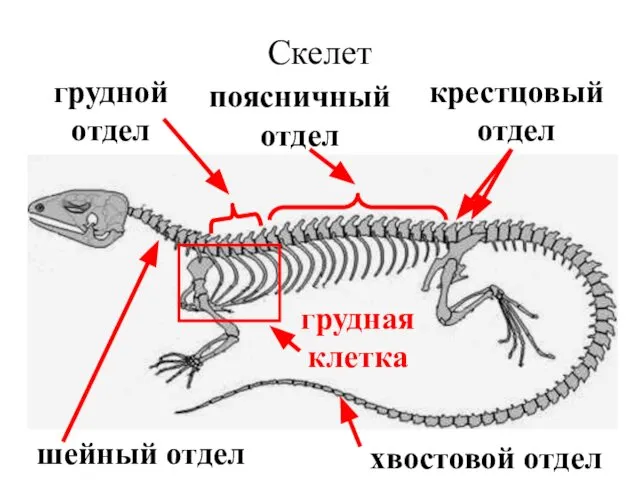 Скелет шейный отдел хвостовой отдел грудной отдел поясничный отдел крестцовый отдел грудная клетка