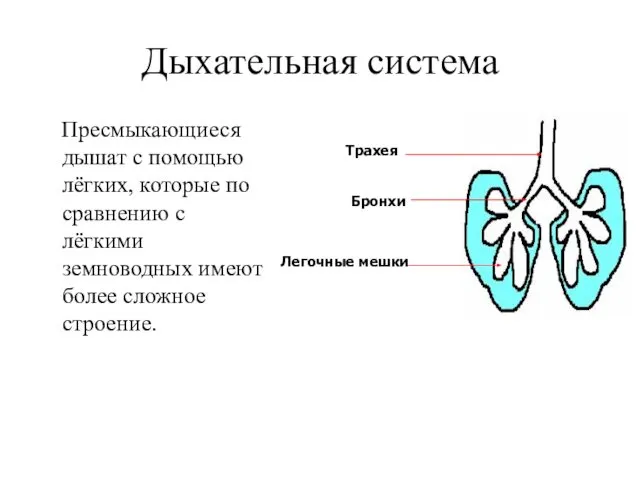 Дыхательная система Пресмыкающиеся дышат с помощью лёгких, которые по сравнению с