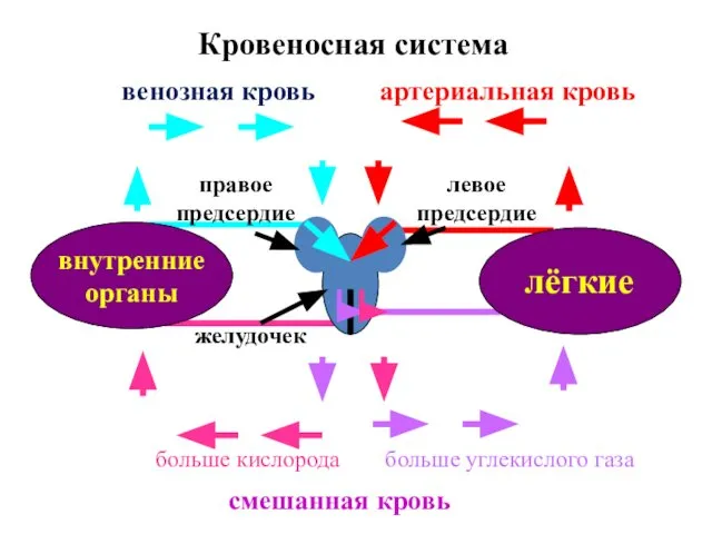 Кровеносная система лёгкие внутренние органы желудочек правое предсердие левое предсердие смешанная