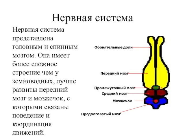 Нервная система Нервная система представлена головным и спинным мозгом. Она имеет