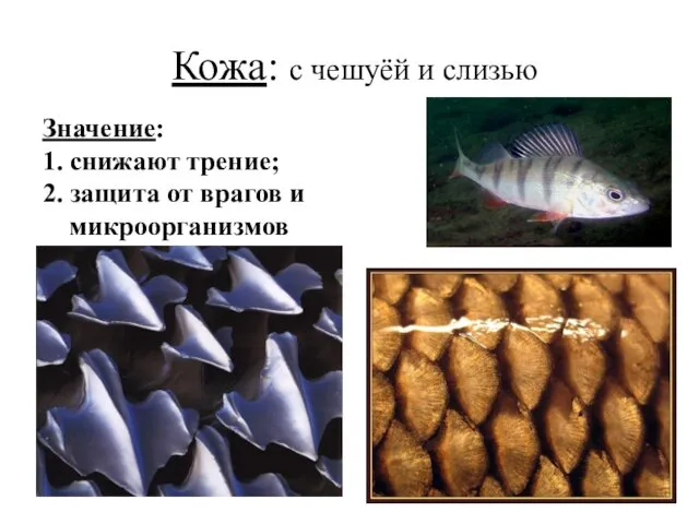 Кожа: с чешуёй и слизью Значение: 1. снижают трение; 2. защита от врагов и микроорганизмов