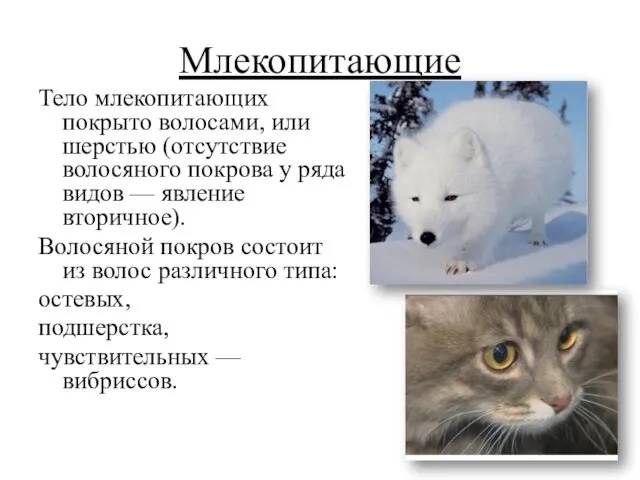 Млекопитающие Тело млекопитающих покрыто волосами, или шерстью (отсутствие волосяного покрова у