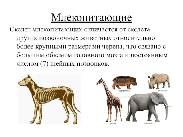 Млекопитающие Скелет млекопитающих отличается от скелета других позвоночных животных относительно более