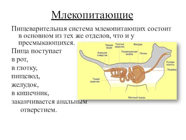 Млекопитающие Пищеварительная система млекопитающих состоит в основном из тех же отделов,