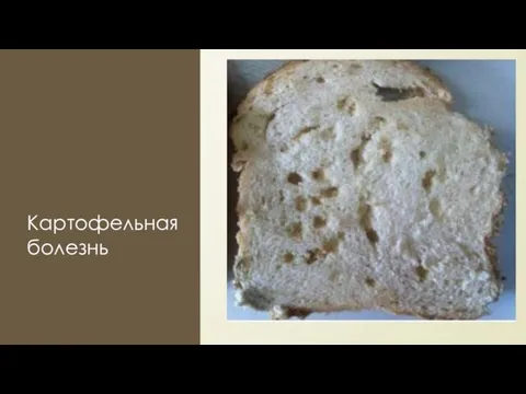 Картофельная болезнь