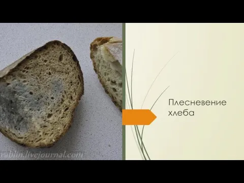 Плесневение хлеба