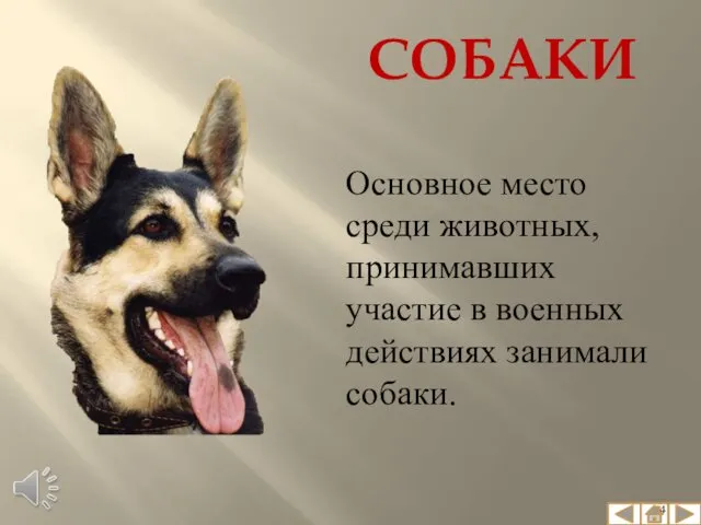 СОБАКИ Основное место среди животных, принимавших участие в военных действиях занимали собаки.