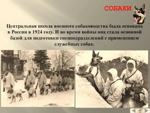 Центральная школа военного собаководства была основана в России в 1924 году.