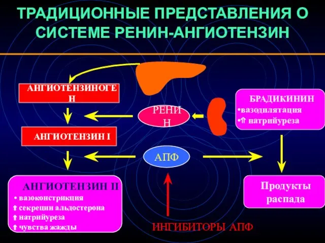 ТРАДИЦИОННЫЕ ПРЕДСТАВЛЕНИЯ О СИСТЕМЕ РЕНИН-АНГИОТЕНЗИН АНГИОТЕНЗИН II вазоконстрикция секреции альдостерона натрийуреза