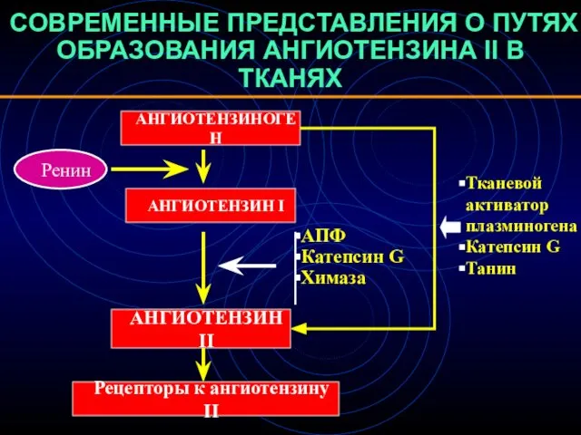 СОВРЕМЕННЫЕ ПРЕДСТАВЛЕНИЯ О ПУТЯХ ОБРАЗОВАНИЯ АНГИОТЕНЗИНА II В ТКАНЯХ АНГИОТЕНЗИН I