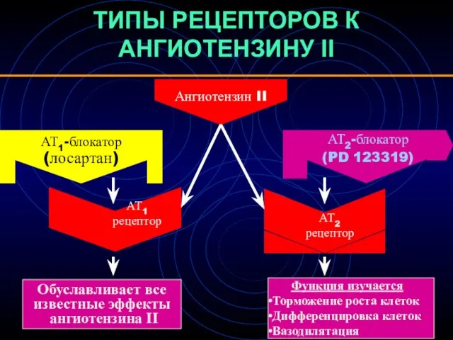 ТИПЫ РЕЦЕПТОРОВ К АНГИОТЕНЗИНУ II Ангиотензин II АТ1 рецептор Обуславливает все