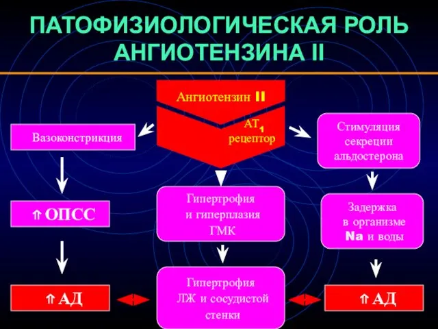 ПАТОФИЗИОЛОГИЧЕСКАЯ РОЛЬ АНГИОТЕНЗИНА II Ангиотензин II АТ1 рецептор Стимуляция секреции альдостерона