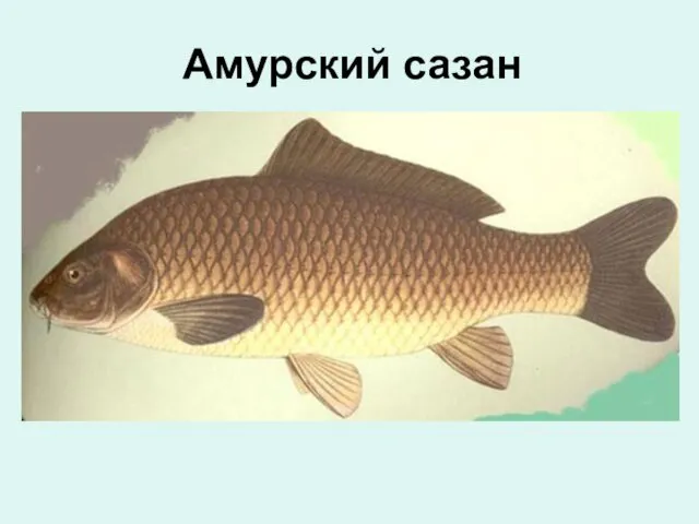 Амурский сазан