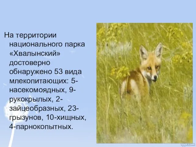 На территории национального парка «Хвалынский» достоверно обнаружено 53 вида млекопитающих: 5-насекомоядных, 9-рукокрылых, 2-зайцеобразных, 23-грызунов, 10-хищных, 4-парнокопытных.