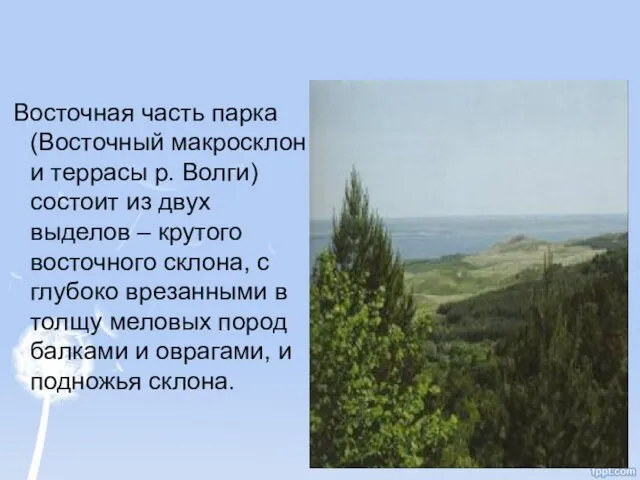 Восточная часть парка (Восточный макросклон и террасы р. Волги) состоит из