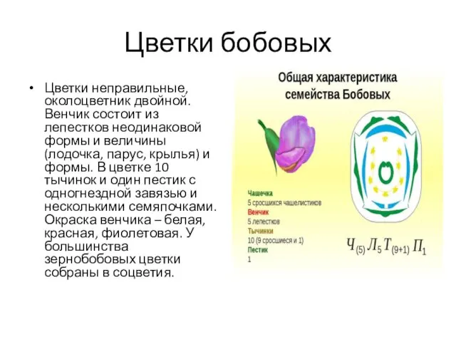 Цветки бобовых Цветки неправильные, околоцветник двойной. Венчик состоит из лепестков неодинаковой