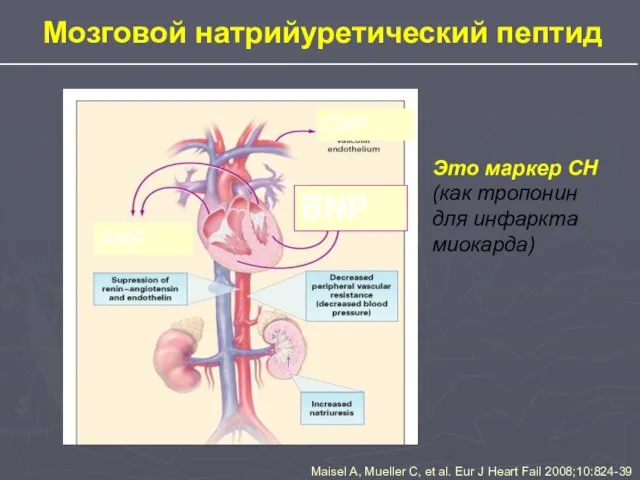 Мозговой натрийуретический пептид Maisel A, Mueller C, et al. Eur J