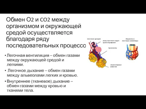 Обмен О2 и CO2 между организмом и окружающей средой осуществляется благодаря