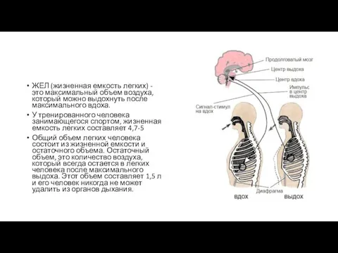 ЖЕЛ (жизненная емкость легких) - это максимальный объем воздуха, который можно