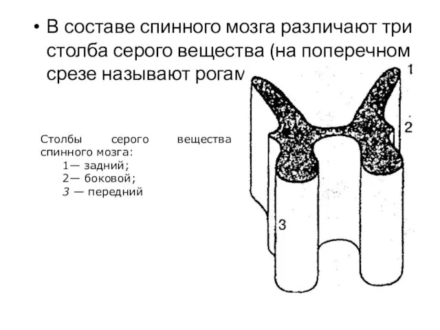 В составе спинного мозга различают три столба серого вещества (на поперечном