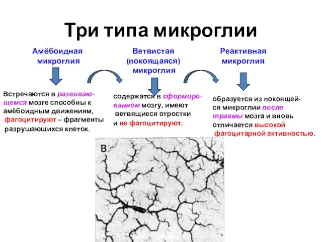 Три типа микроглии Амёбоидная микроглия Ветвистая (покоящаяся) микроглия Реактивная микроглия Встречаются