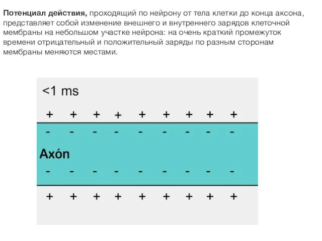 Потенциал действия, проходящий по нейрону от тела клетки до конца аксона,