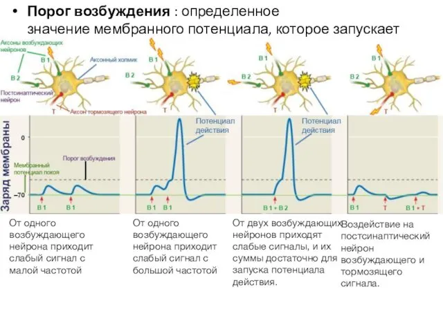 Порог возбуждения : определенное значение мембранного потенциала, которое запускает потенциал действия.