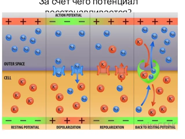 За счёт чего потенциал восстанавливается?