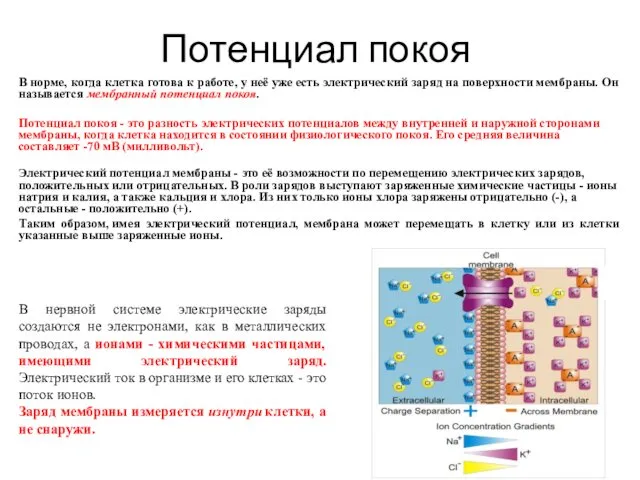 Потенциал покоя В норме, когда клетка готова к работе, у неё