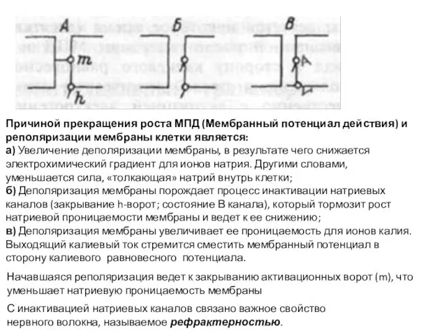 Причиной прекращения роста МПД (Мембранный потенциал действия) и реполяризации мембраны клетки