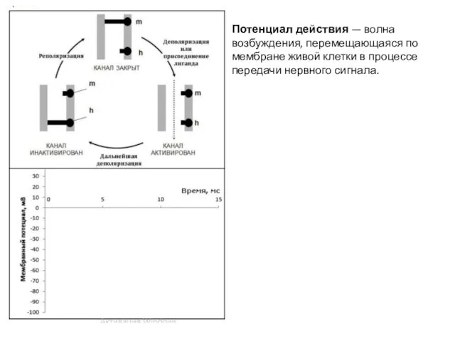 Потенциал действия — волна возбуждения, перемещающаяся по мембране живой клетки в процессе передачи нервного сигнала.