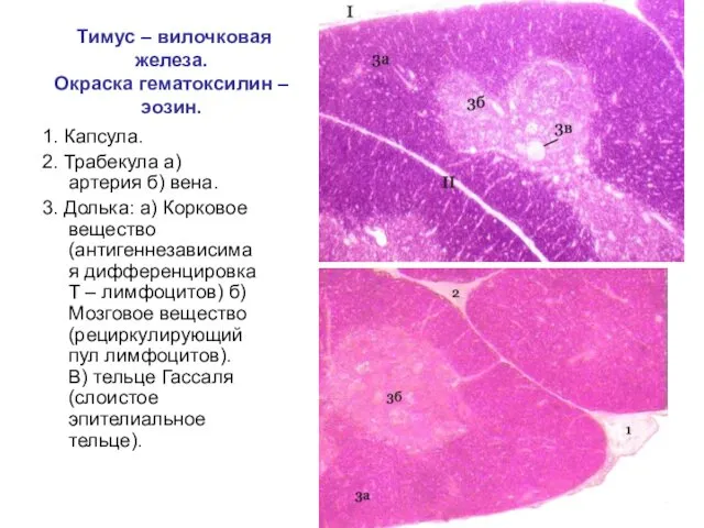 Тимус – вилочковая железа. Окраска гематоксилин – эозин. 1. Капсула. 2.