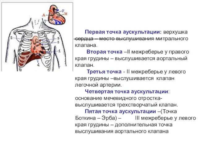 Первая точка аускультации: верхушка сердца – место выслушивания митрального клапана. Вторая