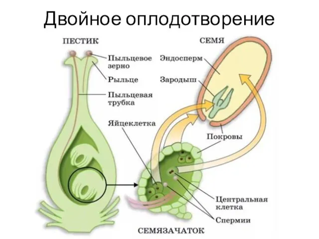 Двойное оплодотворение