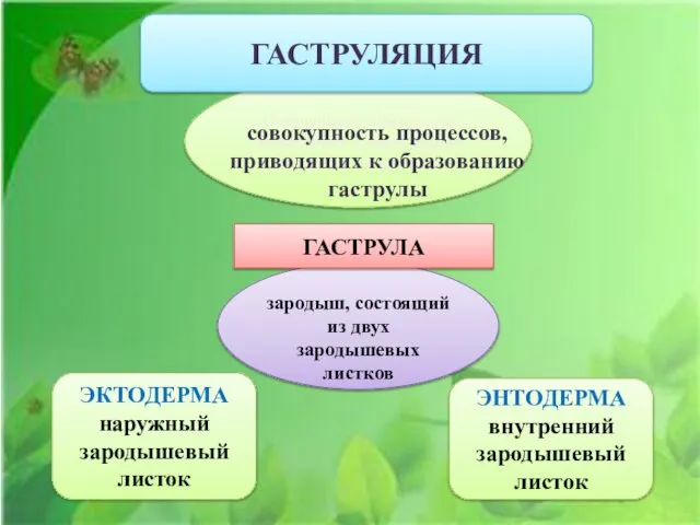 Совокупность процессов, приводящих к образованию гаструлы, называется ГАСТРУЛЯЦИЯ совокупность процессов, приводящих