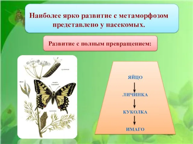 Наиболее ярко развитие с метаморфозом представлено у насекомых. Развитие с полным превращением: ЯЙЦО ЛИЧИНКА КУКОЛКА ИМАГО