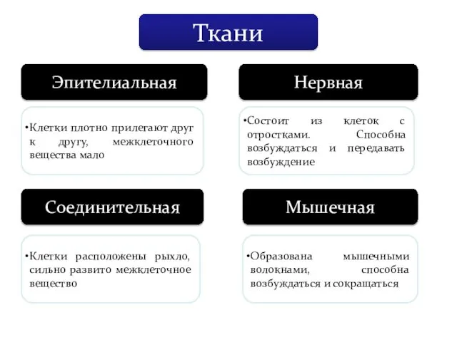 Ткани Эпителиальная Нервная Соединительная Мышечная Клетки плотно прилегают друг к другу,