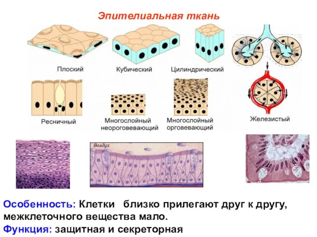 Эпителиальная ткань Особенность: Клетки близко прилегают друг к другу, межклеточного вещества мало. Функция: защитная и секреторная