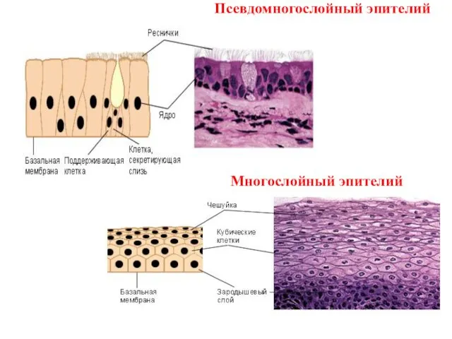 Псевдомногослойный эпителий Многослойный эпителий