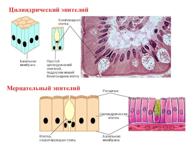 Цилиндрический эпителий Мерцательный эпителий