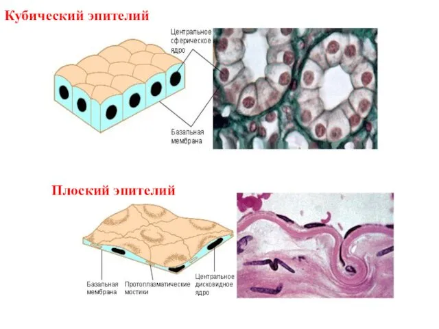 Кубический эпителий Плоский эпителий