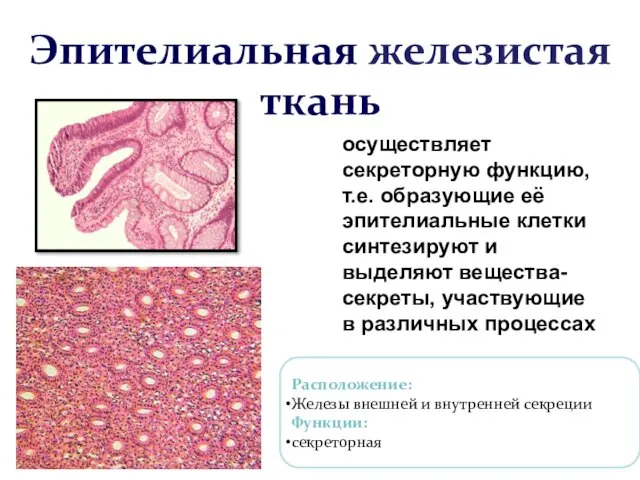 Эпителиальная железистая ткань осуществляет секреторную функцию, т.е. образующие её эпителиальные клетки