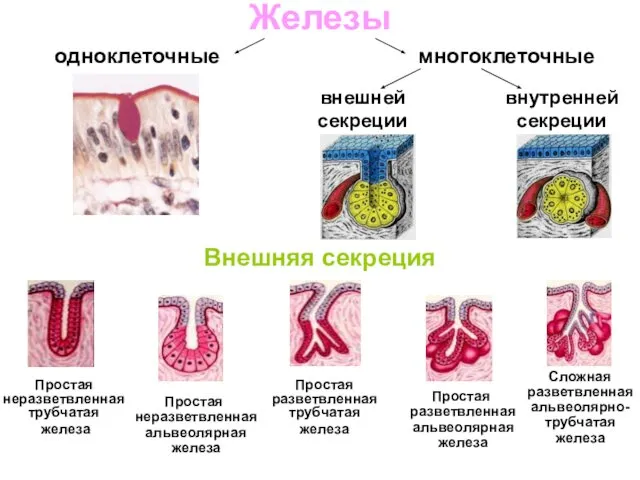 Простая неразветвленная трубчатая железа Железы одноклеточные многоклеточные внешней секреции внутренней секреции