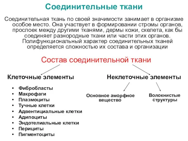 Соединительная ткань по своей значимости занимает в организме особое место. Она